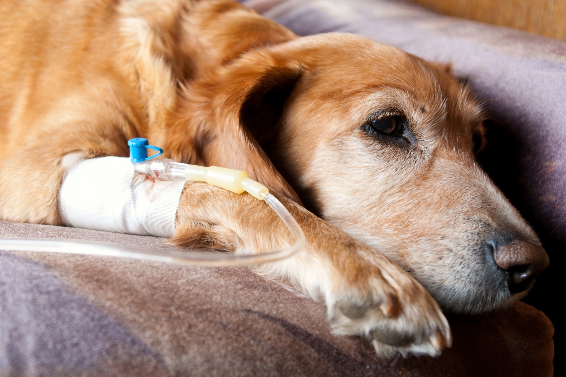 LA PANCREATITE ACUTA NEL CANE